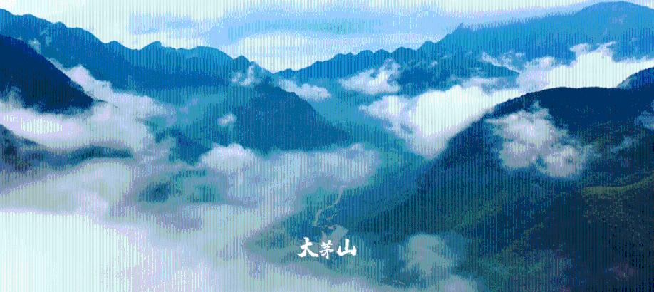 梦幻西游：175顶级神木林，3法暴配神佑特技，5只谛听排面拉满！